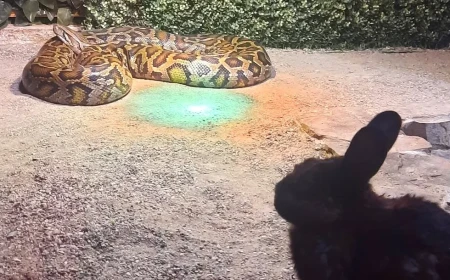 Un șarpe hrănit cu un iepure viu la Zoo Sibiu / Primăria explică de ce s-a ajuns aici: unele specii de șerpi refuză hrana decongelată sau moartă / ”Momentul hrănirii nu trebuia să fie deschis publicului”
