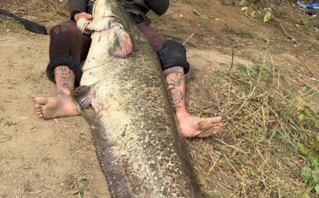 Captură record pe Someș / Un tânăr din Zalău a prins un somn de peste 2 metri  