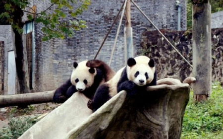 China trimite alți doi urși panda uriași în SUA, într-o nouă manifestare a „diplomației panda”
