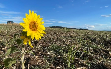 Cele mai răspândite falsuri despre agricultura Moldovei în UE / ”Fructele noastre vor ajunge la gunoi”, ”vor fi luate pământurile moldovenilor”, ”vom fi obligați să folosim semințe modificate genetic” / Ghid împotriva dezinformării