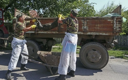 Focar de pesta porcină africană la o fermă din Buzău / Peste 5.700 de animale vor fi sacrificate