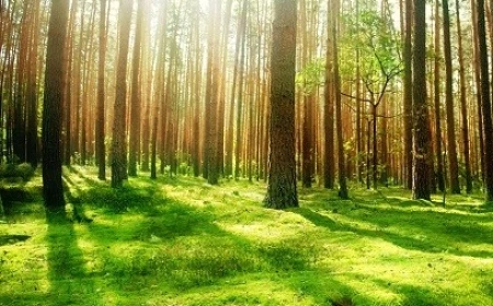 ONU avertizează asupra posibilităților tot mai reduse pentru regenerarea pădurilor lumii / Peste 489 de milioane de hectare de păduri au fost defrișate din 1990 la nivel mondial