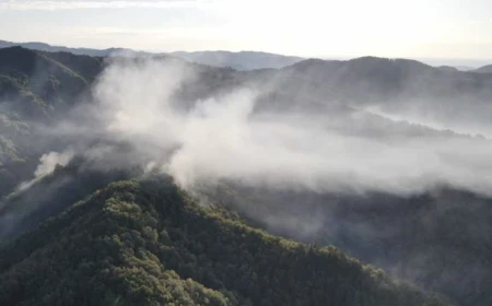 Incendiu de pădure la Băile Olăneşti  / Suprafaţa afectată a ajuns la 34 de hectare / Pădurea arde de cinci zile