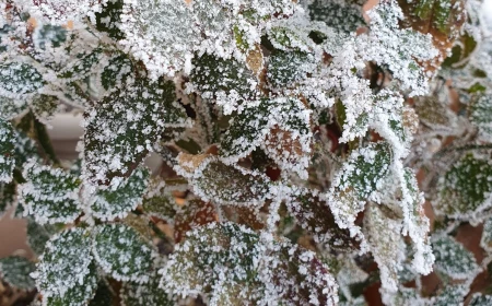 Minus 3,7 grade Celsius la Miercurea-Ciuc / E pentru a doua oară în această toamnă când se înregistrează valori negative în Harghita