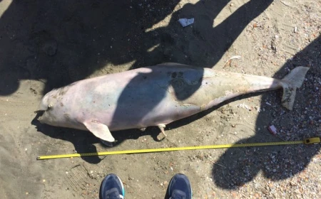 Curenții marini contrazic „catastrofa” delfinilor eșuați / Oceanic Club explică de ce statisticile ar fi umflate / Același delfin e raportat de mai multe ori