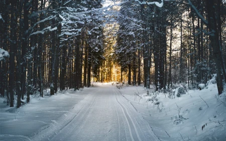 A început concursul pentru desemnarea celui mai gras urs din Alaska