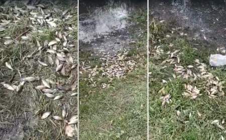 Sute de kilograme de pește au ajuns în grădinile oamenilor dintr-o comună din Iași / S-a revărsat Jijia Veche / Primarul: „Acum culegem peștele, că dau căldurile, să nu se strice”