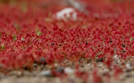 FOTO: Un episod de „deșert înflorit” de o intensitate rară: în Atacama, ploile provocate de El Niño determină o înflorire excepțională