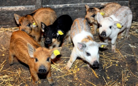Comisia Europeană aprobă un ajutor de stat de 11 milioane de euro acordat de România crescătorilor de porci care se confruntă cu creșterea prețurilor la combustibili și la îngrășăminte