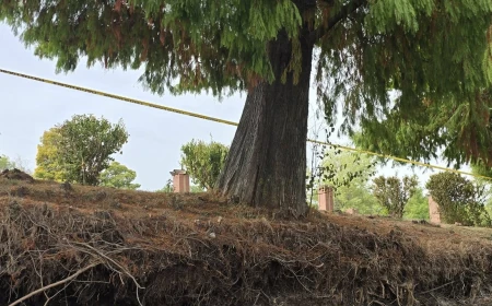 VIDEO A fost salvat un chiparos de aproape 100 de ani, din Parcul Herăstrău / ”A fost folosit sistemul Cobra, o soluţie neinvazivă de susţinere a arborilor”