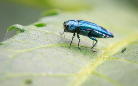 Gândacul pătat, o insectă invazivă care a provocat pierderi agricole semnificative în Statele Unite, a fost descoperită în Ungaria