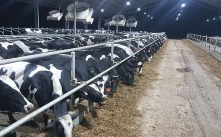 Modificări la schemele de ajutor de stat destinate crescătorilor de suine şi de bovine, adoptate de Parlament