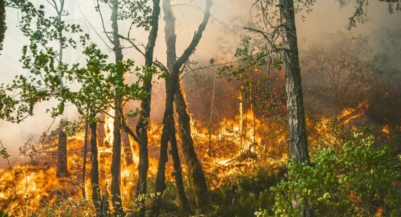 Ministerul Mediului a pus în consultare publică normele de prevenire şi apărare împotriva incendiilor de pădure / Monitorizarea focarelor se va face cu drone, camere optice şi cu termoviziune