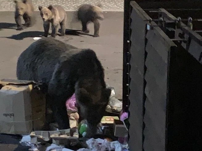 Hrănești pisica şi vine ursul / Apelul Primăriei Braşov către cetăţeni: ”Nu mai lăsaţi hrană pentru animale la platformele de gunoi”. Vin urșii!