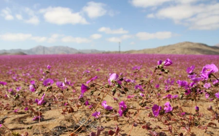 Deșertul Atacama, cel mai arid de pe Pământ, este acoperit acum de flori sălbatice / Fenomenul meteorologic El Niño a adus ploi abundente în regiune
