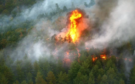 Incendiu în Parcul Național Retezat / Autoritățile au aprobat planul de intervenție în zona Valea Buta