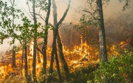 Ministerul Mediului a pus în consultare publică normele de prevenire şi apărare împotriva incendiilor de pădure / Monitorizarea focarelor se va face cu drone, camere optice şi cu termoviziune