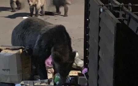 Hrănești pisica şi vine ursul / Apelul Primăriei Braşov către cetăţeni: ”Nu mai lăsaţi hrană pentru animale la platformele de gunoi”. Vin urșii!