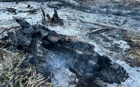Incendiu izbucnit în județul Tulcea după ce o dronă a căzut vineri dimineață în zona Plauru